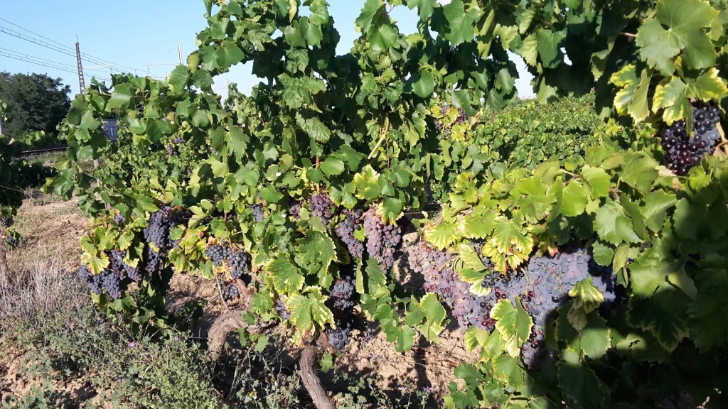 Comment puis-je savoir combien d'eau mes plantes ont besoin ?