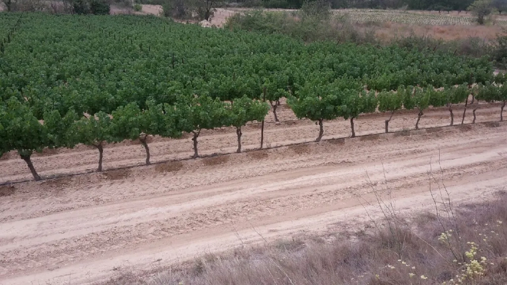 Irrigation pour un arrosage goutte à goutte
